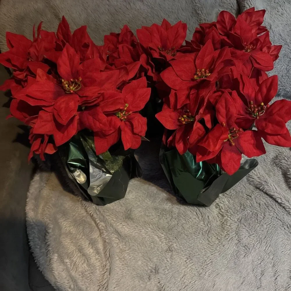 Ashland Red Poinsettia in Decorative Green Pot Small Lot Of 5